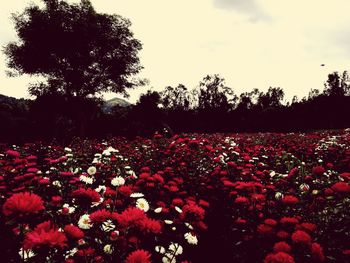 Red flowers blooming on field