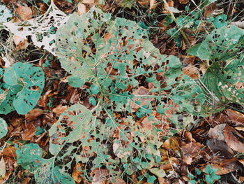 Full frame shot of dry leaves on field