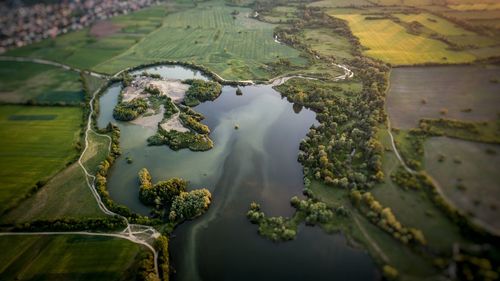 High angle view of rice paddy