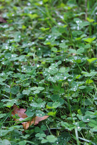 Full frame shot of wet leaves on field