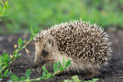 Close-up of an animal on field