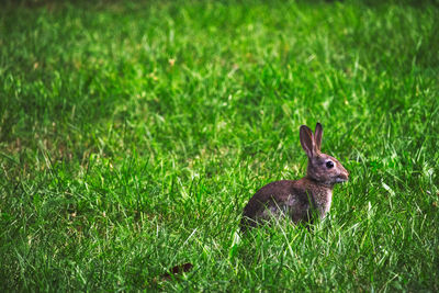 Side view of a rabbit on grassland