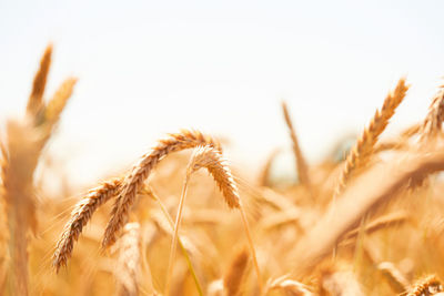 Close-up of wheat growing on field