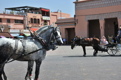 Horses riding horse in city