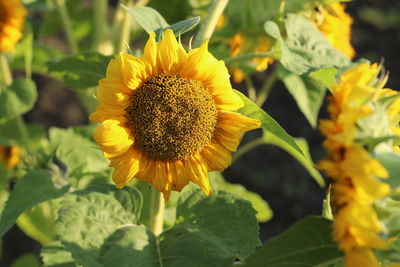 Close-up of sunflower