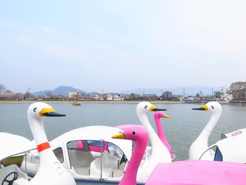 Close-up of swan floating on lake against sky