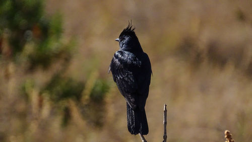 Bird perching on a tree