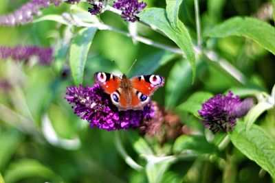 Close-up of butterfly pollinating on purple flower