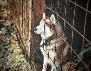 View of dog in zoo