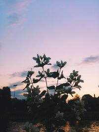 Silhouette of flowering plant against sky at sunset