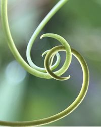 Close-up of plant