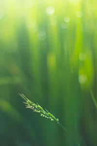 Close-up of fresh green plant on field