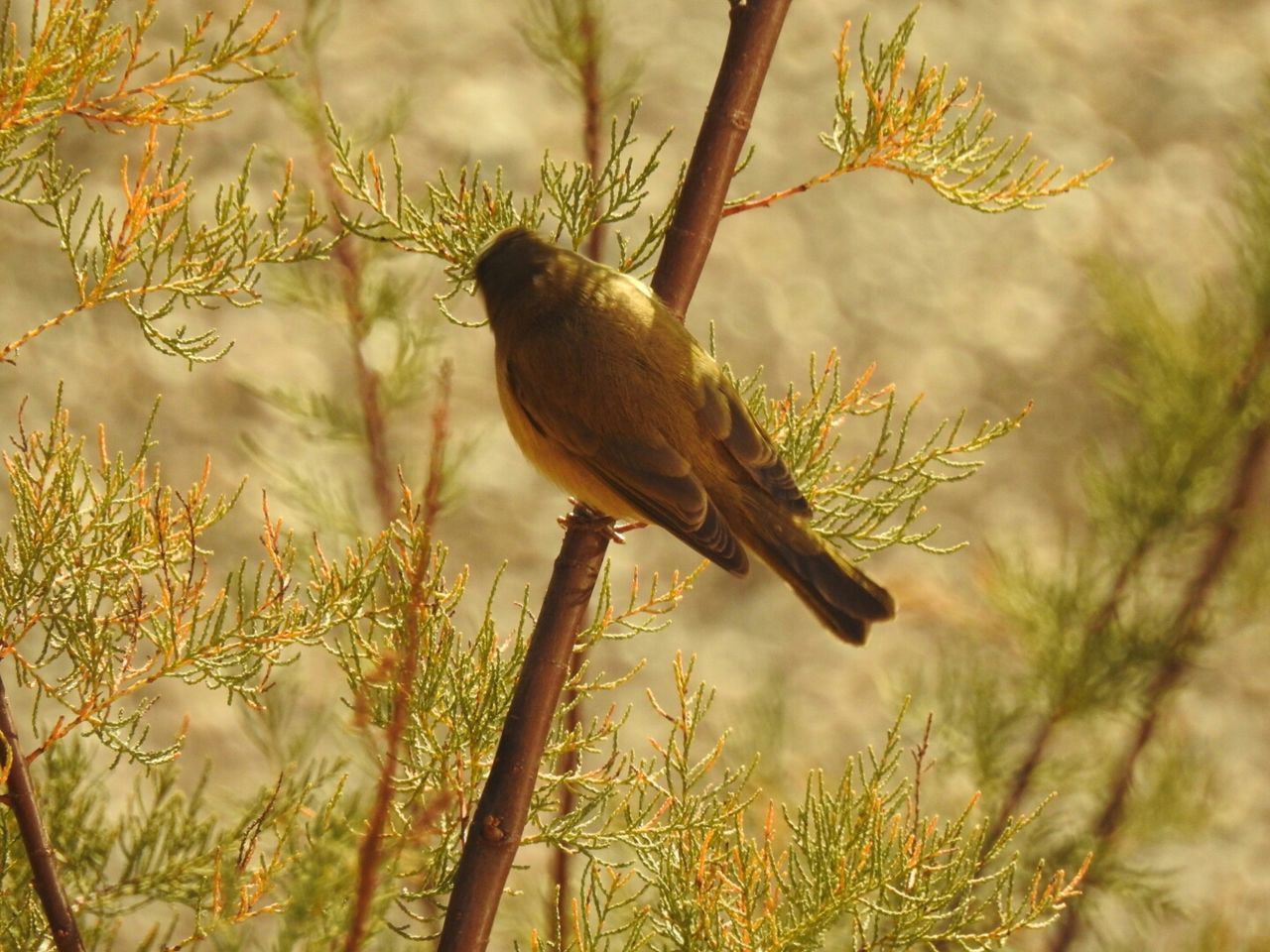 CLOSE-UP OF BIRD PERCHING ON BRANCH AGAINST BLURRED BACKGROUND