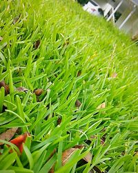 Plants growing on field