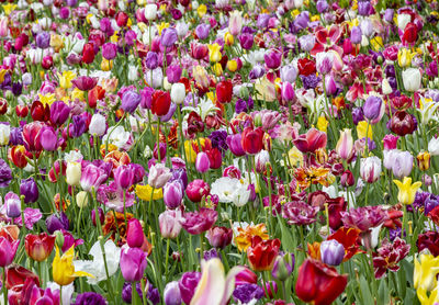 Full frame shot of purple tulips