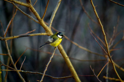 Close-up of bird perching on twig