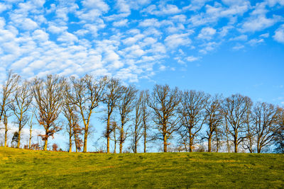 Trees on field against sky