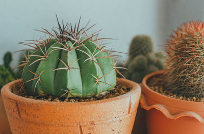 Close-up of succulent plant in pot