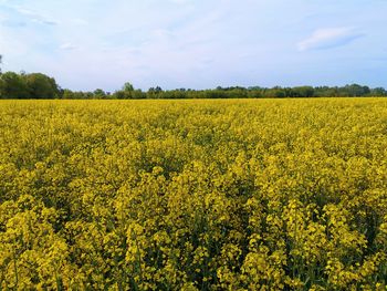 Scenic view of oilseed rape field against sky