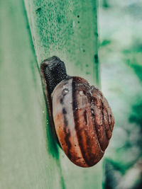Close-up of snail