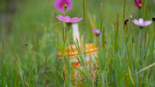 Close-up of purple flowering plants on field