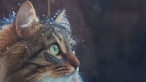 Close-up portrait of cat