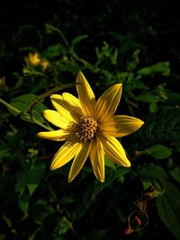 Close-up of yellow flower blooming outdoors