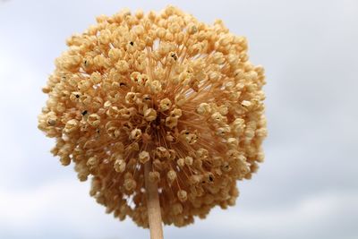 Close-up of flower against sky