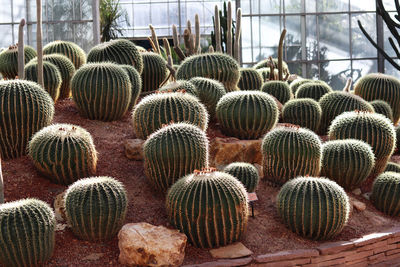 Close-up of succulent plants in greenhouse