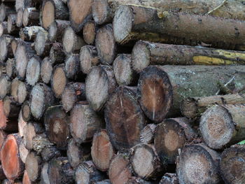 Full frame shot of logs in forest