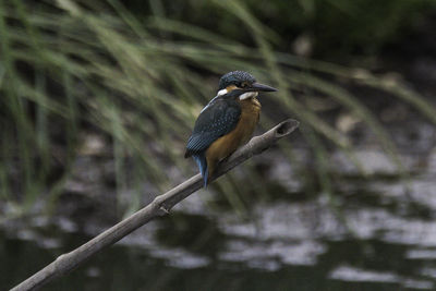 Close-up of bird perching on plant