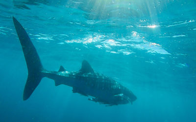 Fish swimming in sea