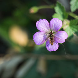 Close-up of insect on pink flower