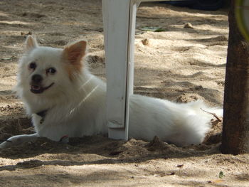 Dog on field