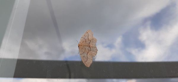 High angle view of dried leaves on window