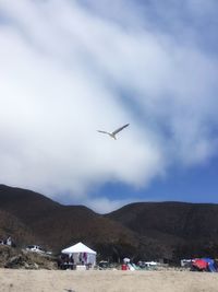 Low angle view of birds flying against sky