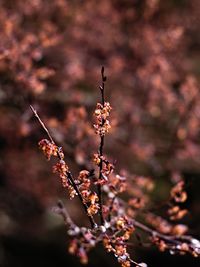 Close-up of cherry blossom