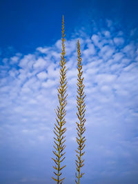 Low angle view of crops against sky