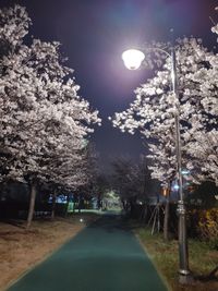 View of cherry blossom trees at night