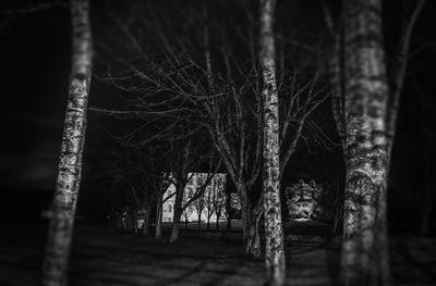 Bare trees in forest