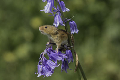 Close-up of butterfly perching on purple flower