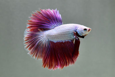 Fancy purple dragon betta fish , rose tail, half moon plakat, dumbo half moon with grey background