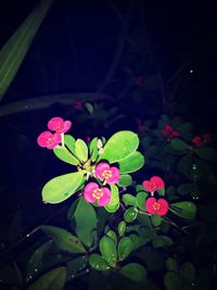 Close-up of pink flowers