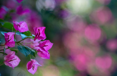 Close-up of pink flowering plant