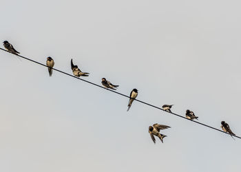 Low angle view of birds perching on cable