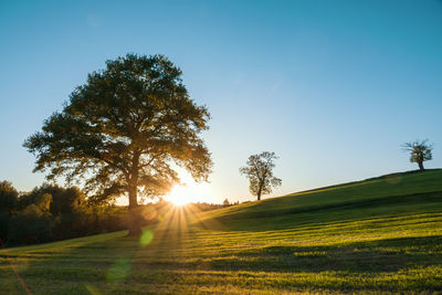 Trees growing on field against sky