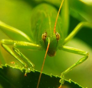 Close-up of insect on leaf
