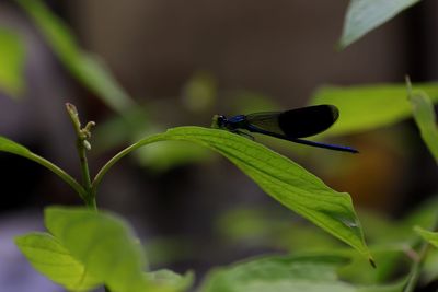 Close-up of insect on leaf