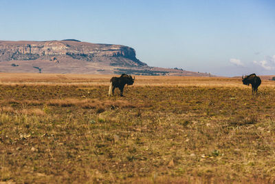 Horse in a field