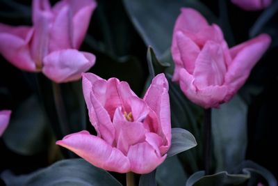 Close-up of pink rose flower